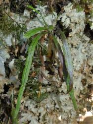 Notogrammitis angustifolia. Mature plant with long, narrow fronds growing from an erect rhizome.
 Image: L.R. Perrie © Te Papa CC BY-NC 3.0 NZ